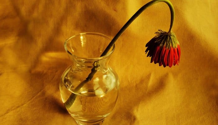 Ini Sebabnya Mengapa Zina Diharamkan 1 Foto: Public Domain Pictures