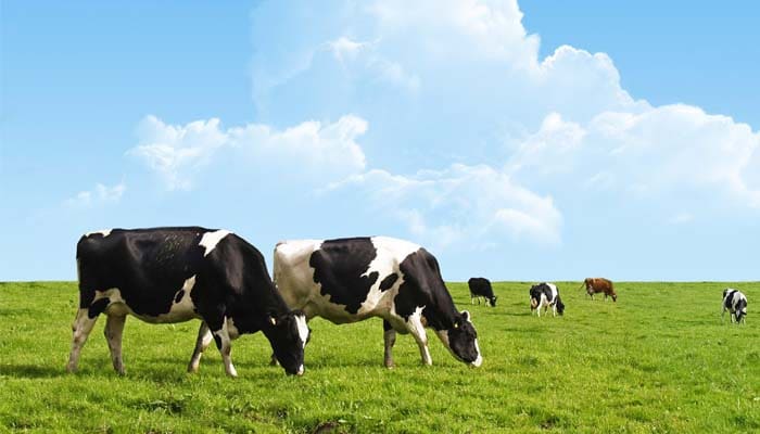 Hakikat Qurban 2 Cara Islam Sembelih Sapi, Qurban