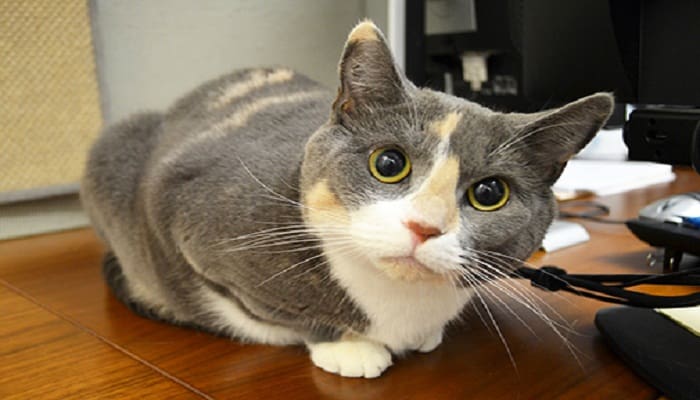 Ini Kenapa Kucing Begitu Disayang Rasul 1 Foto: Aspca