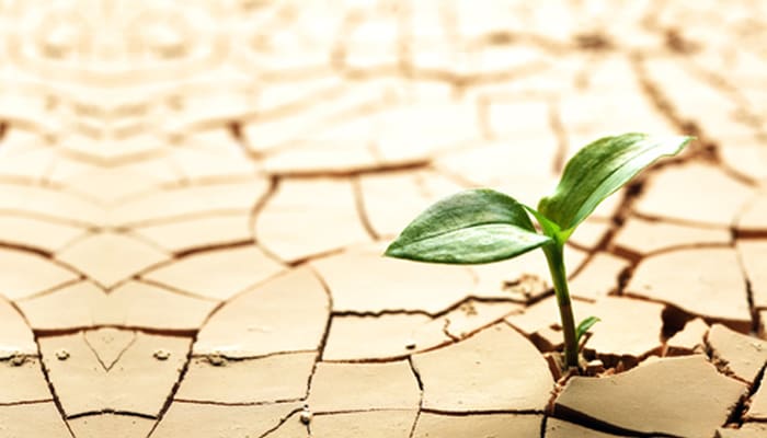 Pelajaran dari Bilik Rumah Tangga Ummu Sulaim Ra 1 Foto: seinsights.asia