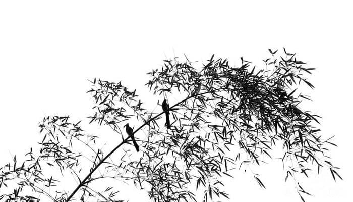 Foto: Fine Art America