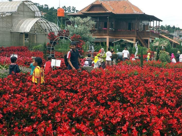 5 Lokasi untuk Melihat Bunga Musim Semi di Indonesia 4