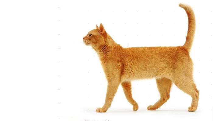 Foto: Warren Photographic