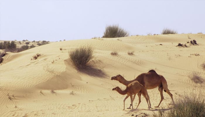 Kisah tentang Salman Al-farisi