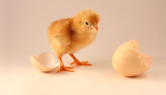 Lebih Dulu Ayam atau Telur? 1 ayam kampung