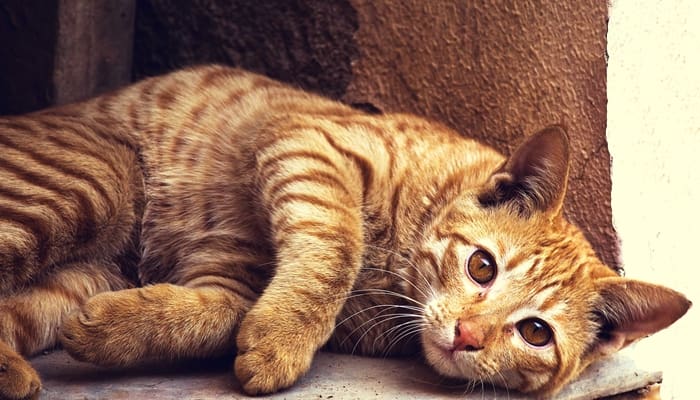 kucing