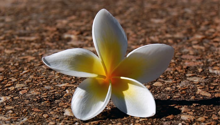 Foto: WallpaperStock