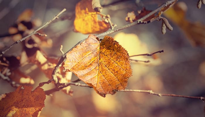 Foto: Pixabay