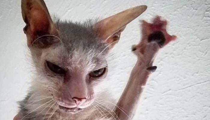 Lelaki Kucing Garong, Urat Malunya Sudah Terpotong 1 Foto: Cat Daily News