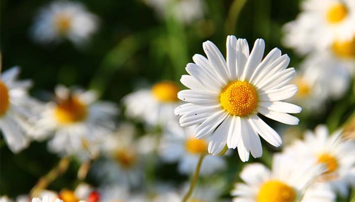 Foto: Pixabay