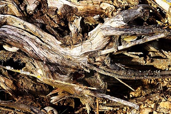 Cari dan Kumpulkanlah Ranting Kayu 1 Foto: Pixabay