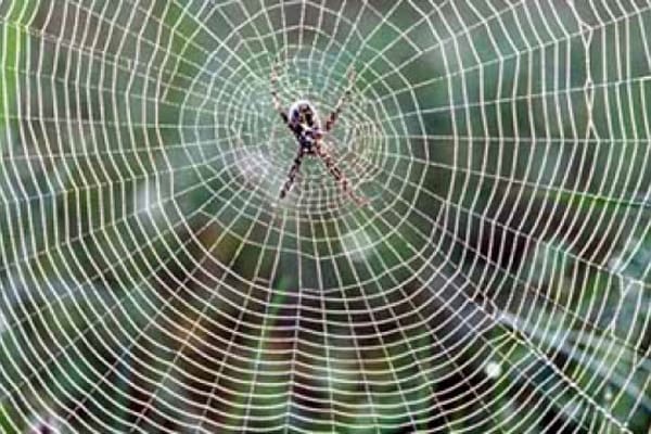 Bunuh Laba-laba Berdosa, Benarkah? 3