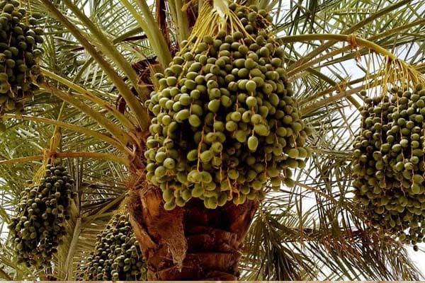 Kurma, Pohonnya Bisa Hidup sampai 100 Tahun 1 Foto: Wisdom and Birth - blogger