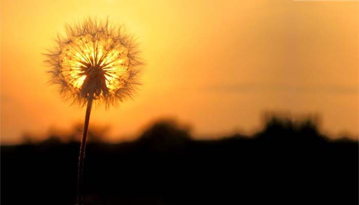 Tanamlah Biji yang Ada di Tanganmu Meskipun Esok Kiamat 1 Foto: Catatan Ukhty Faa