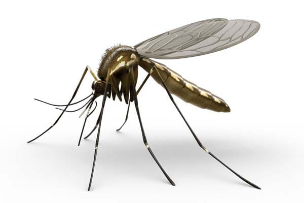 Petualangan Menakjubkan Nyamuk 1 Foto: Raid