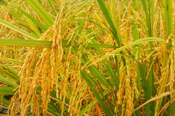 Foto: Sikumis.com