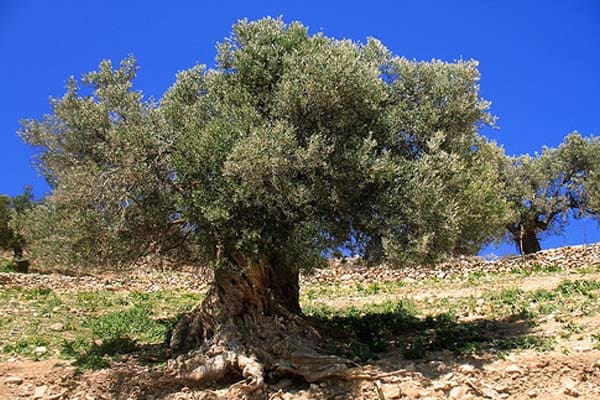 Seperti Apa Rupa Pohon Ghorqod? 1 Foto: The Beer Barrel