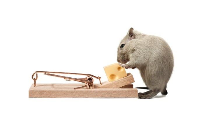 Jebakan Tikus 1 Foto: Tribun Bogor