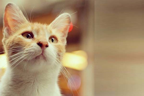 Balasan bagi Orang yang Kejam terhadap Kucing