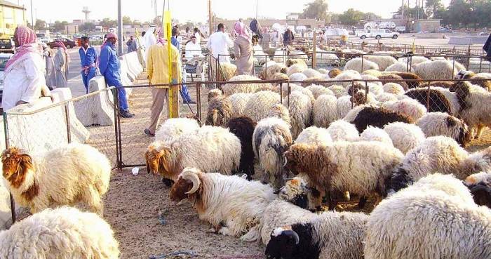 Bolehkah Berkurban dengan Berhutang? 1 hewan ternak
