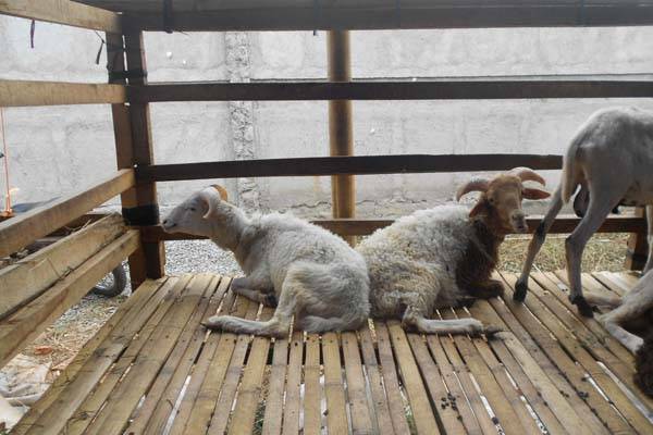 Hukum Arisan Qurban,