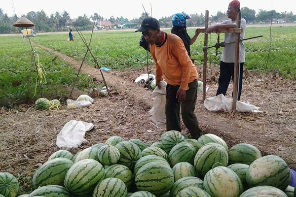 Panen di Musim Kemarau 1