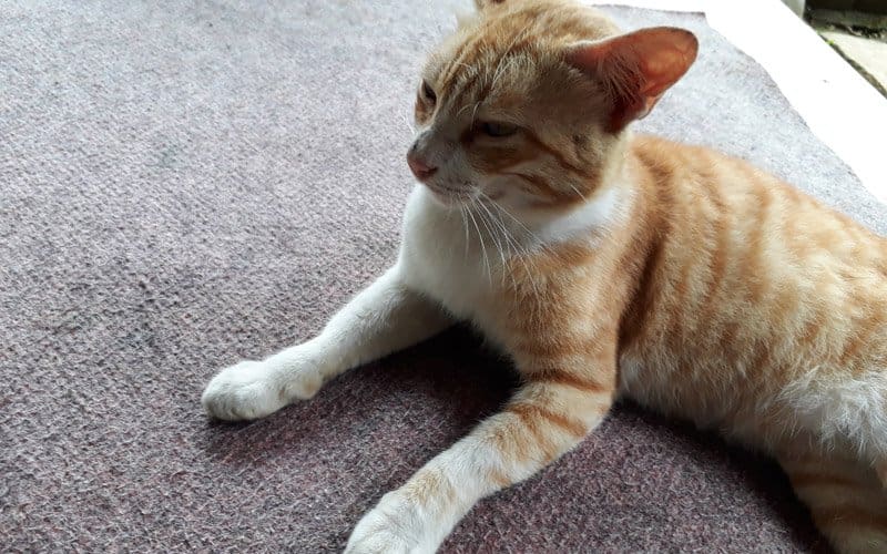 Foto: Abu Umar/Islampos