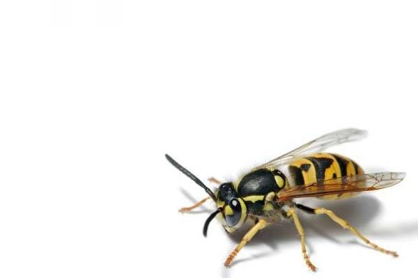 Sebab Lebah Diciptakan, Fakta Menakjubkan Lebah