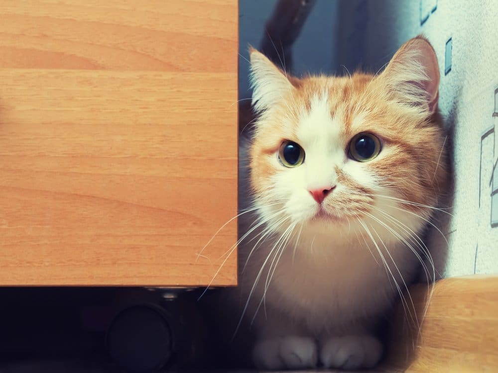 Sering Didatangi Kucing? Perhatikan Pesan yang Dibawanya! 1