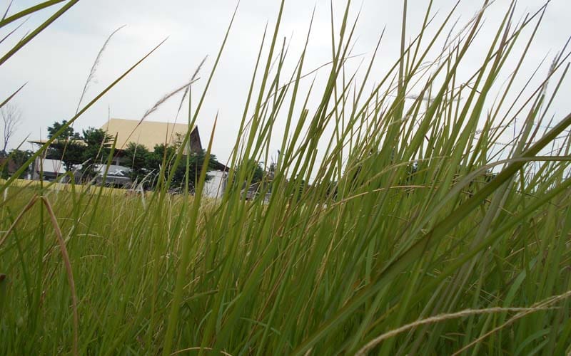 tipiskan rambut alis