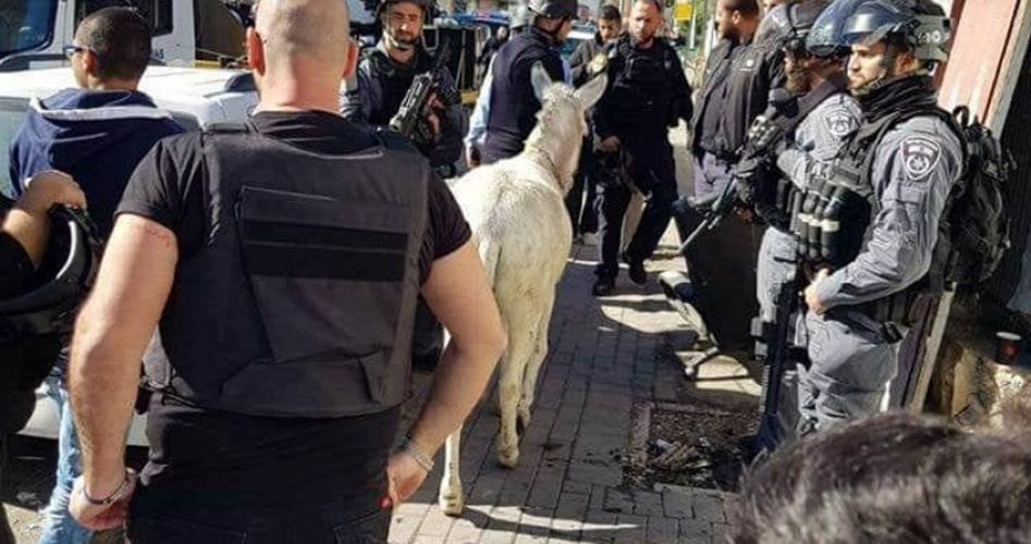 Tentara Israel merampas keledai milik warga Israel. Foto: PIC