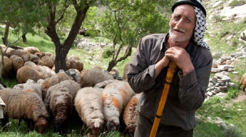 Penggembala kambing Palestina. Foto: Shutterstock