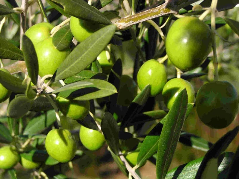 Buah Zaitun. Foto: Agrowindo