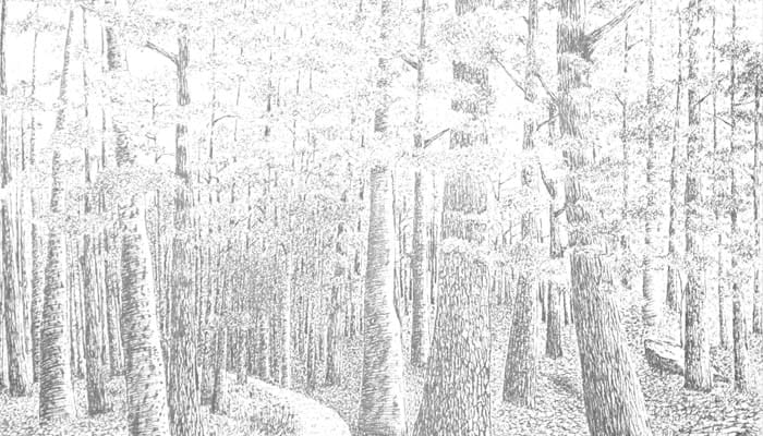 Sang Penebang Kayu dan Kapak yang Tak Pernah Diasah 3 Penebang kayu