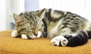 Inilah Fakta Unik tentang Kucing (1) 3 Inilah Fakta Unik tentang Kucing (1) 2 kucing