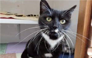 Inilah Fakta Unik tentang Kucing (1) 6 Inilah Fakta Unik tentang Kucing (1) 5 kucing