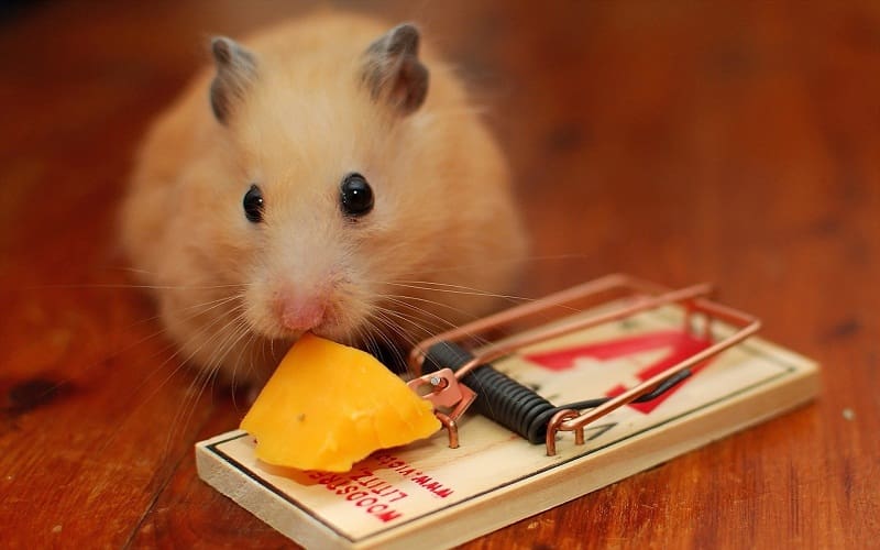 Tikus dan Jebakan Tikus. Foto: AV Media