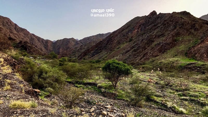 Lembah Tayeh di Saudi mennghijau. Foto: Alarabiya