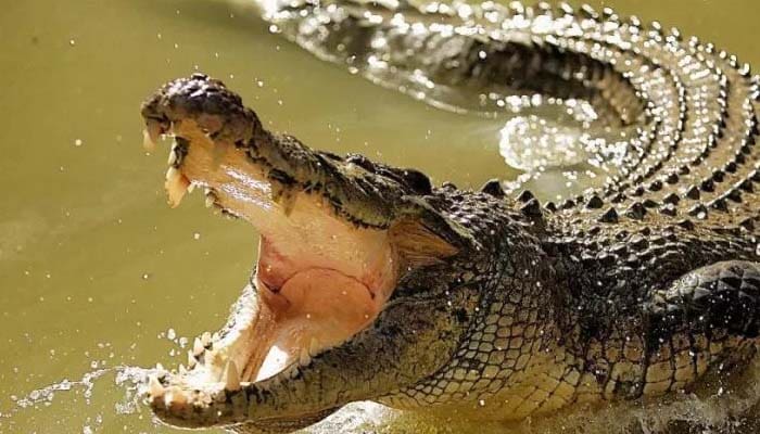 Istri memang Pendorong Kesuksesan Suami 1 Foto: Premium Times