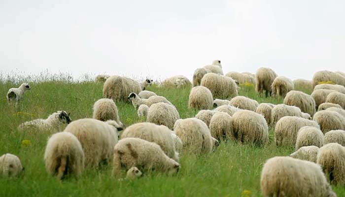 10 Syarat Agar Binatang Sembelihan Menjadi Halal 4 Pengembala Kambing yang Syahid, Hewan Kurban, Pahala orang yang berkurban, Hukum Aqiqah untuk Diri Sendiri, Syarat Agar Binatang Sembelihan Menjadi Halal