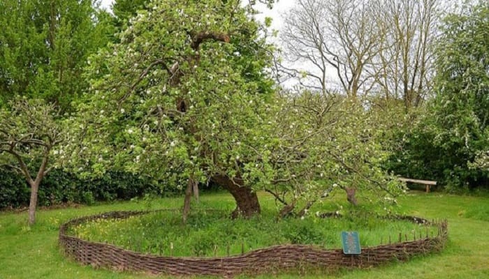 Pohon apel Isaac Newton di Lincolnshire, Inggris. Foto: Flickr