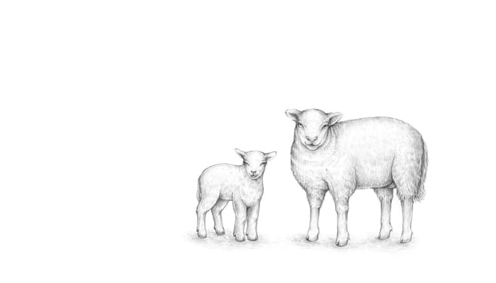 Abdullah bin Umar dan Bocah Penggembala Kambing 2 Memberi Makan Rasulullah, Kisah Abdullah bin Umar