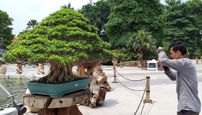 bonsai 1 miliar