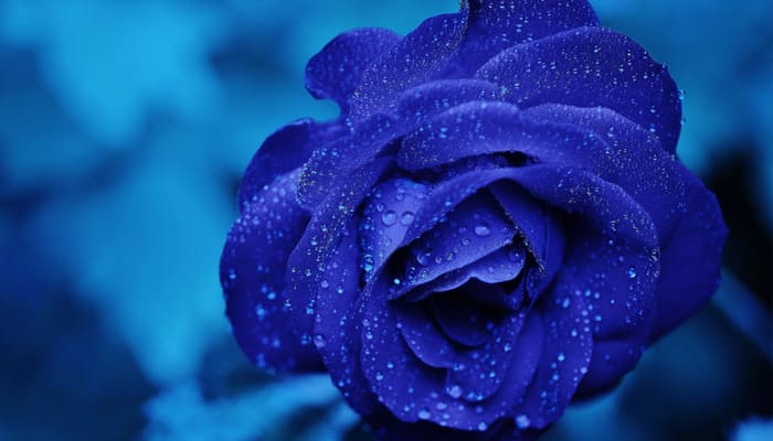 Gadis atau Janda Perempuan yang Engkau Nikahi? 1 nikahi janda