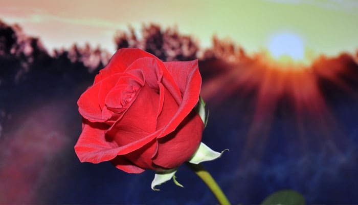 Ketika Nafisah Sampaikan Lamaran Khadijah kepada Muhammad 1 lamaran khadijah