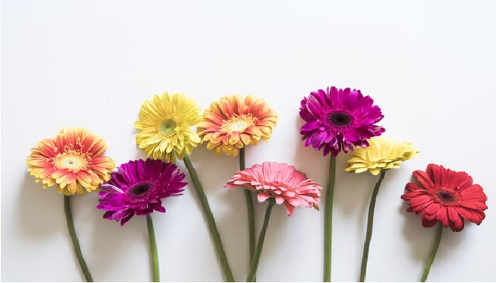 Antara Ambisi Terkenal dengan 4 Wanita Surga 1 bunga yang bisa dimakan