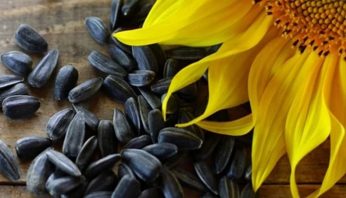 7 Makanan Kaya Vitamin E untuk Perkuat Sistem Kekebalan Tubuh 8 7 Makanan Kaya Vitamin E untuk Perkuat Sistem Kekebalan Tubuh 7 vitamin E