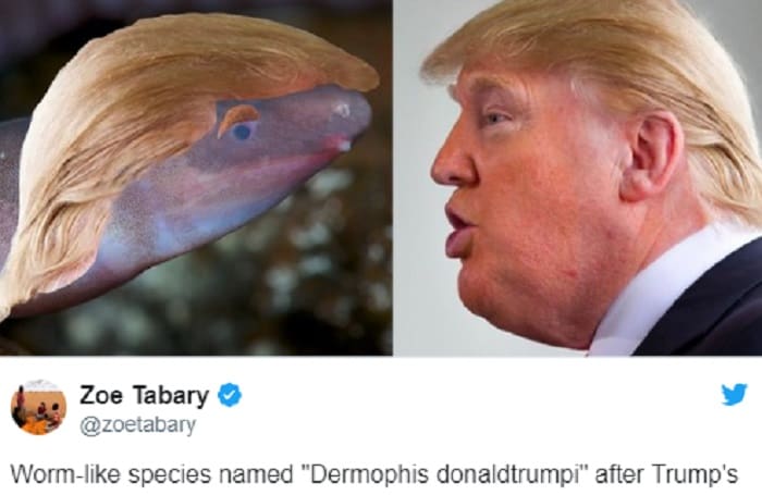 Spesies dinamai Donald Trump. Foto: Twitter