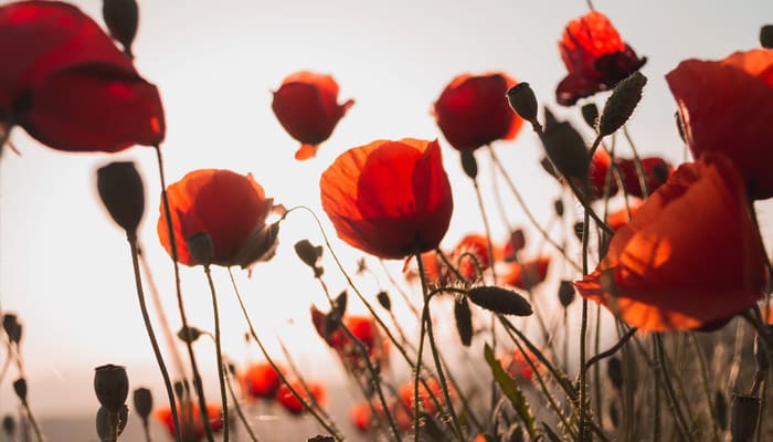 Empat Pelajaran dari Kehidupan Istri Nabi Khadijah 1 kasih nabi pada umatnya