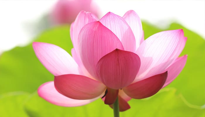 Zainab binti Khuzaimah